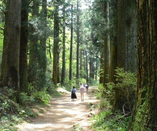 1. Hike along the Hakone Hachiri