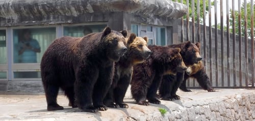 15. Visit the Noboribetsu Bear Park
