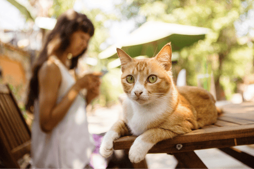 A cat at Jack’s Cat Cafe