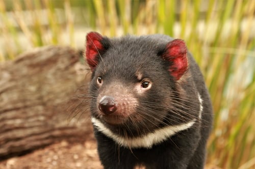 A close-up of a Tasmanian Devil, showcasing its distinct features and curious expression.