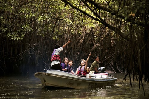 A family on a boat navigating through the dense mangrove forests along Sebung River, spotting wildlife