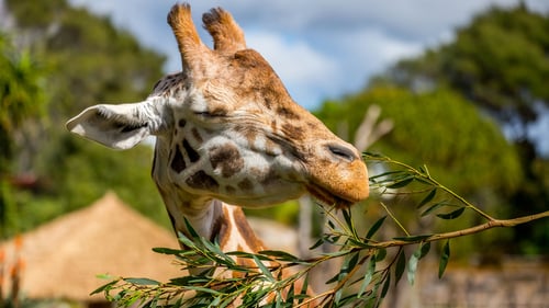 A giraffe eating from a tree at the Auckland Zoo