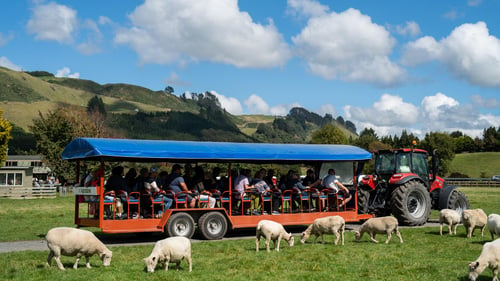 A group of people watching a sheep shearing demonstration at the Agrodome Farm in New Zealand.