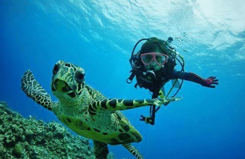 A lady taking photo with turtle during her snorkelling activity at this beautiful island