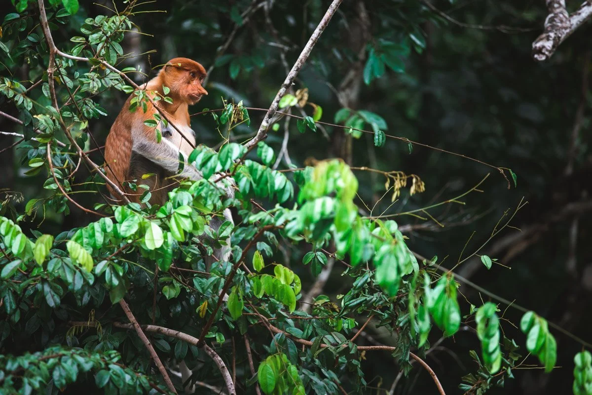 A proboscis monkey on the Kinabatangan River, an attraction in Sabah
