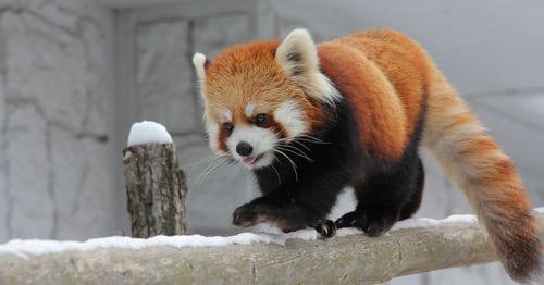 A red panda from the Sapporo Maruyama Zoo