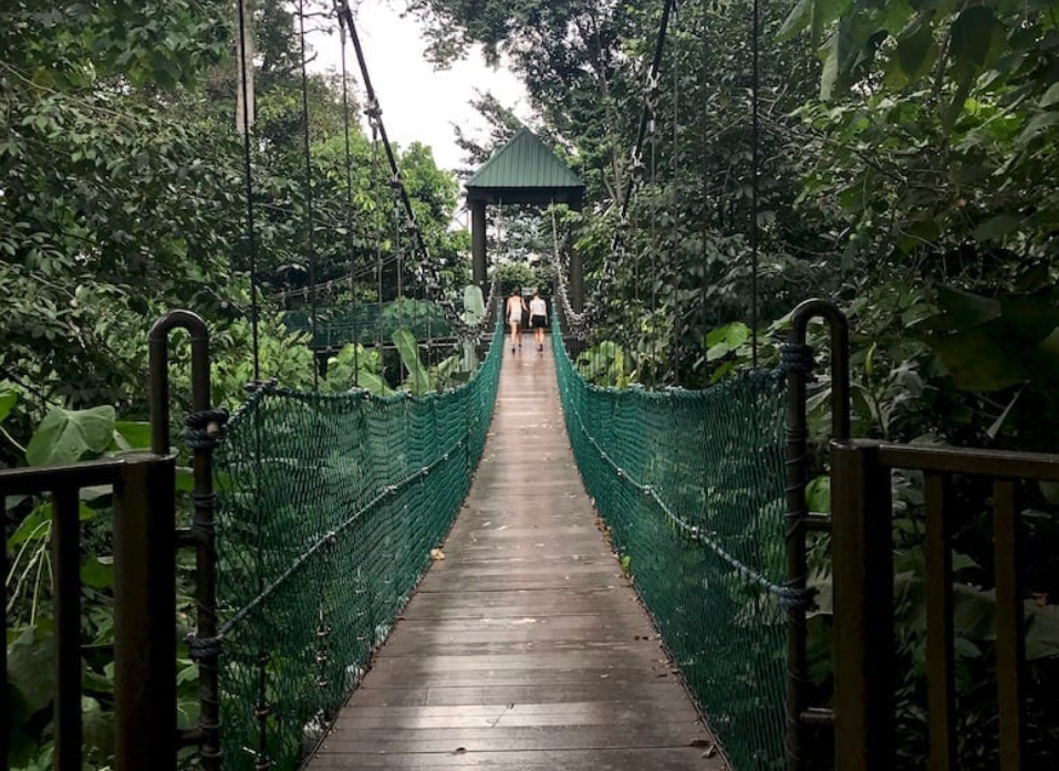 A shot of KL Forest Eco Park bridge in Bukit Nanas, Kuala Lumpur
