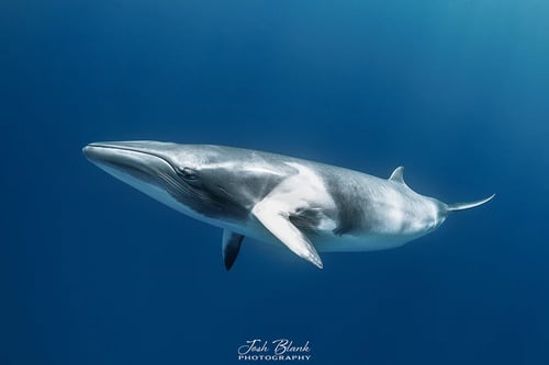 A sleek whale swims gracefully underwater, captured in a serene and crystal-clear ocean.