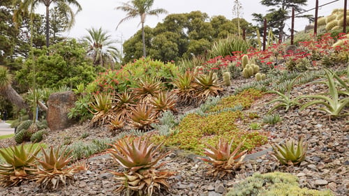 A well-maintained garden path surrounded by various cacti and succulents.