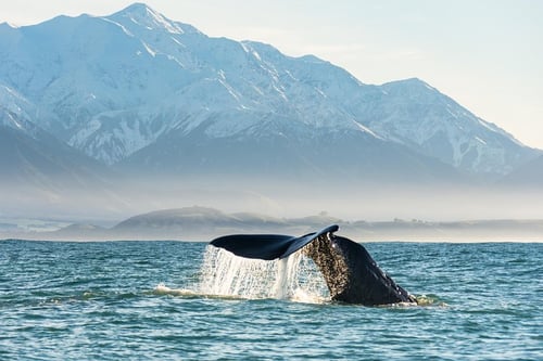 A whale breaching the surface of the ocean, with a boat full of whale watchers in the distance.