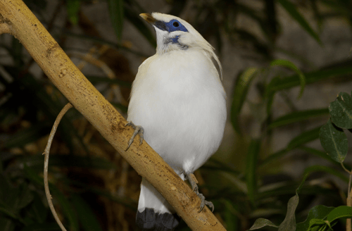 Bali Starling Sanctuary with the endangered Bali Starling birds