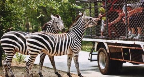 Beijing Wildlife Park is one of the family-friendly Beijing attractions where you can see a variety of animals.