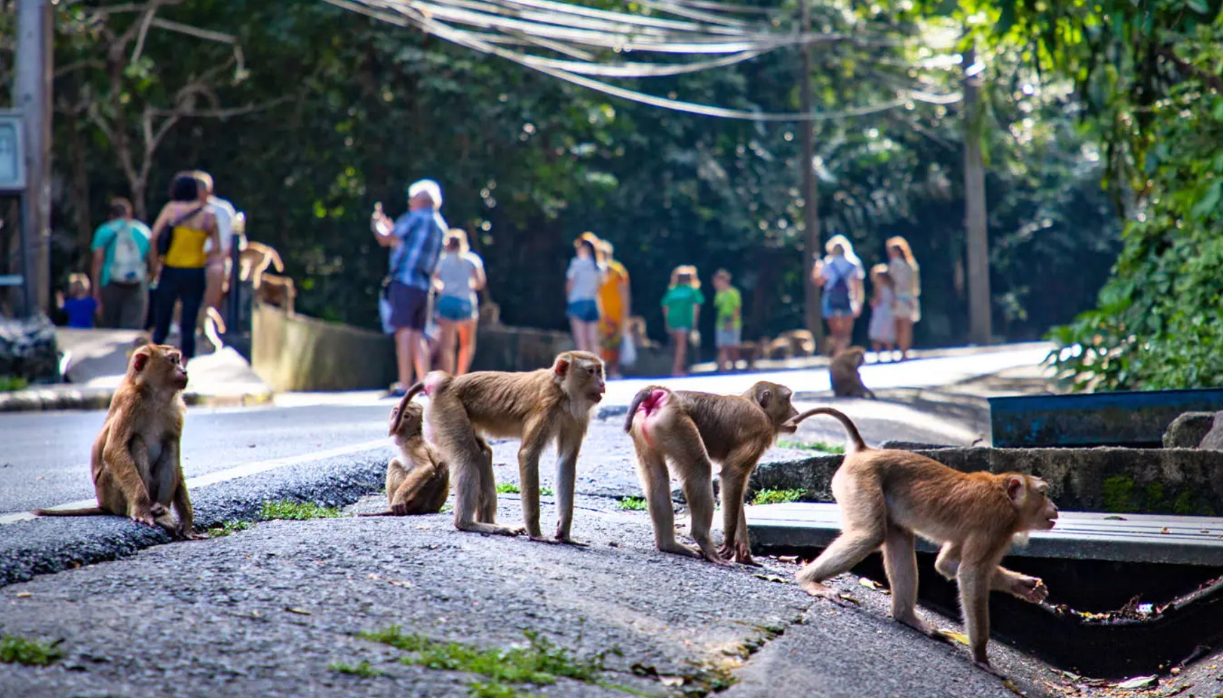 Best things to do in Phuket Thailand include watching monkeys