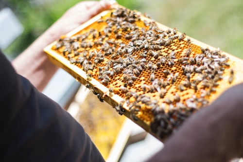 Big Bee Farm, a tourist attraction in Hat Yai