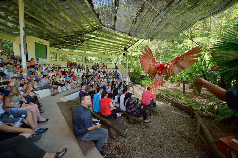 Bird show at the Lok Kawi Wildlife Park, a popular attraction in Sabah for families