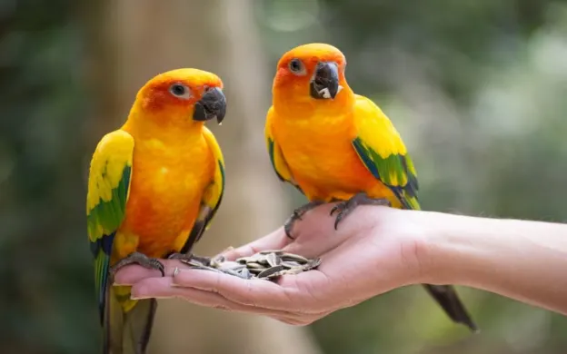 Birds at the Kota Kinabalu City Bird Sanctuary, a popular attraction in Sabah
