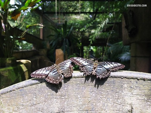 Butterflies at the popular tourist attraction, Malacca Butterfly & Reptile Sanctuary