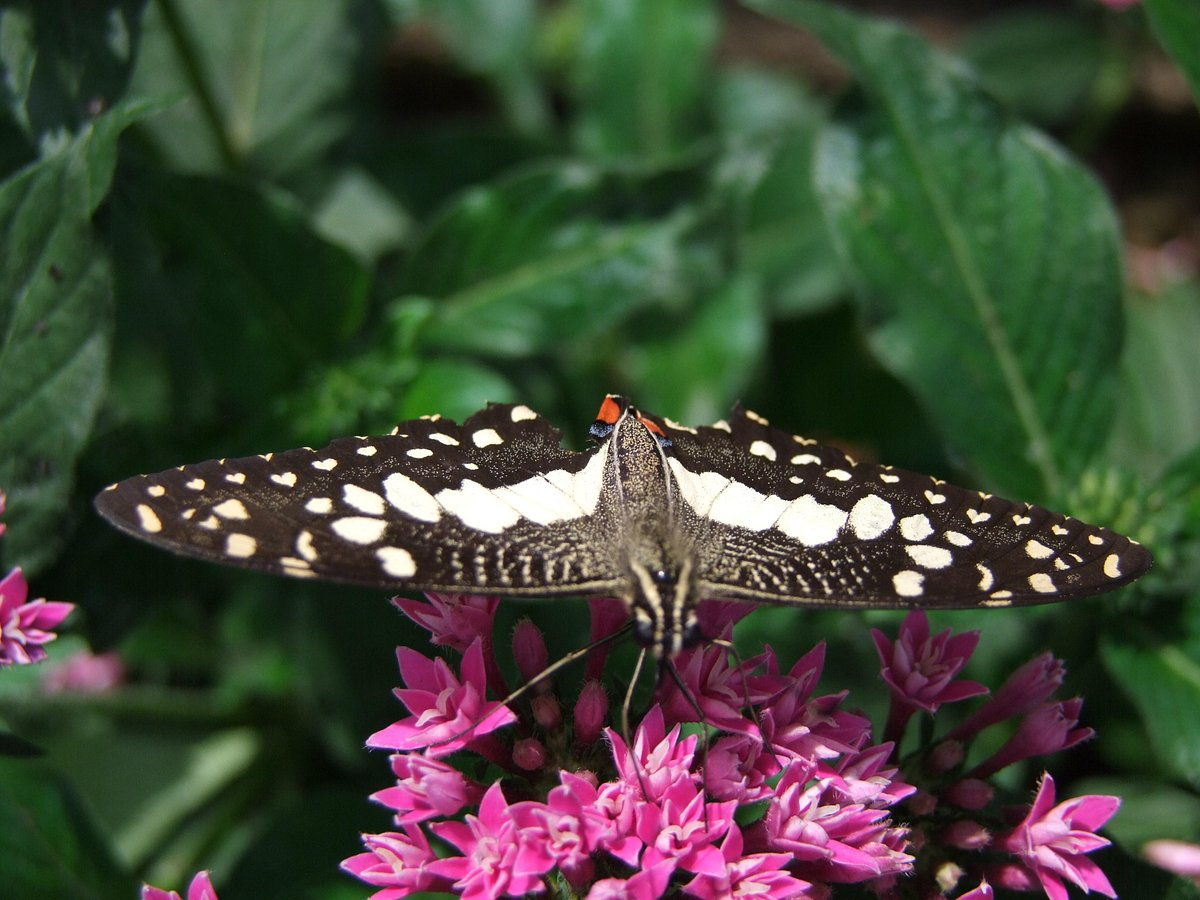 Butterfly at the Malacca Butterfly & Reptile Sanctuary, a tourist attraction