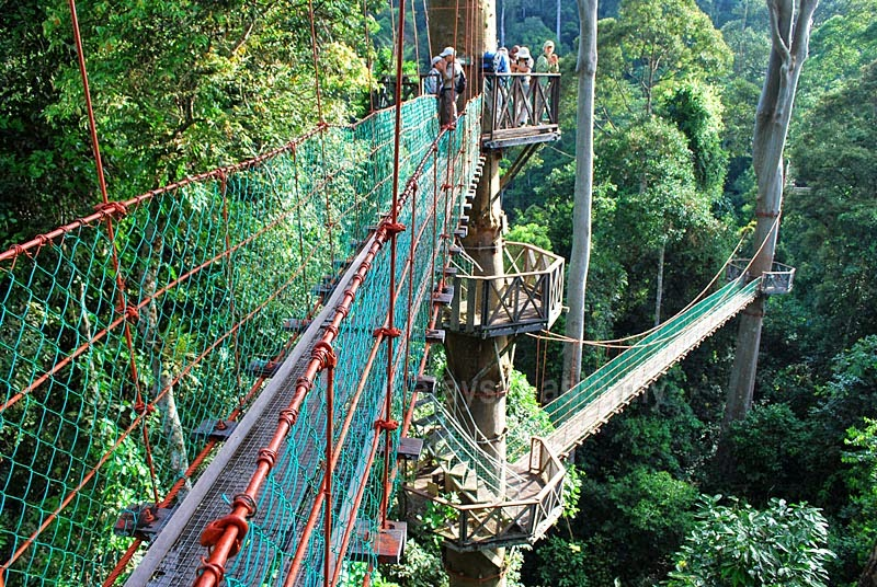 Canopy Walkway in Danum Valley, a popular sightseeing attraction