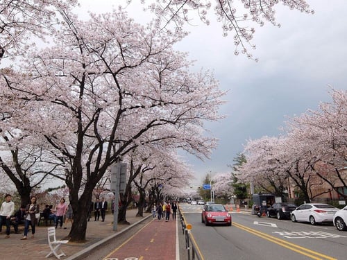 Cherry Blossom trees in Yeouido Park