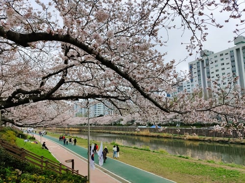 Cherry blossoms along Oncheoncheon Stream Park, a tourist attraction in Busan