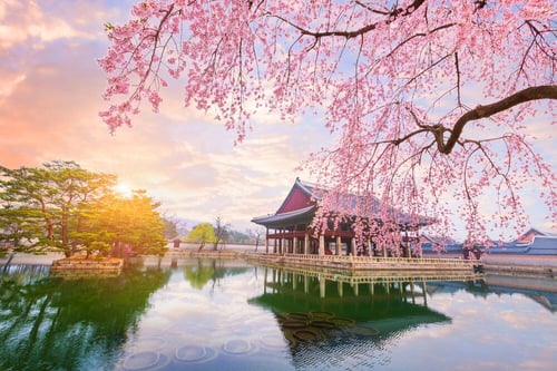 Cherry blossoms in South Korea