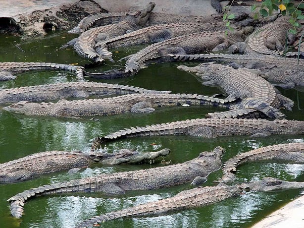 davao travel guide - davao crocodile park