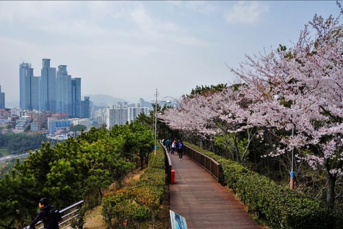 Dalmaji Hill, one of the places to see cherry blossoms in Busan