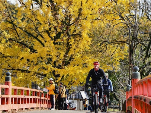 Discover Kyoto on a biking tour that takes you through its districts, riversides, and markets