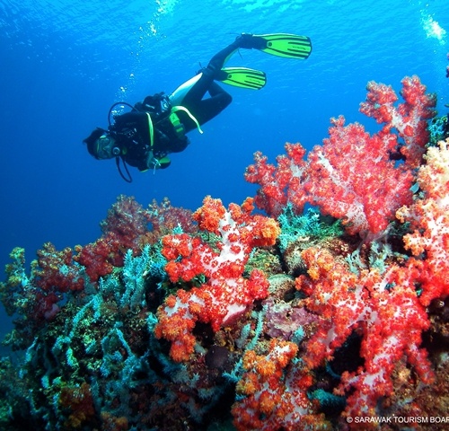 Discover the vibrant marine life at Miri-Sibuti Coral Reef National Park through snorkelling or diving