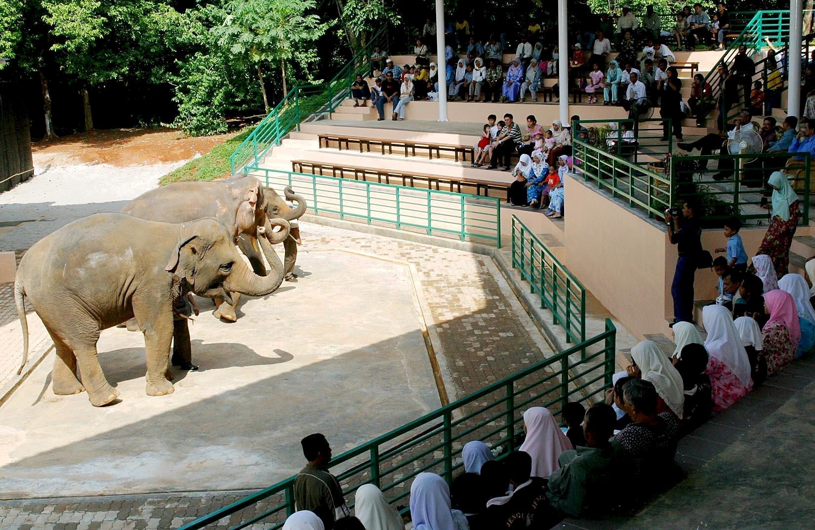 Elephant show at the Zoo Melaka, a popular thing to do in the city