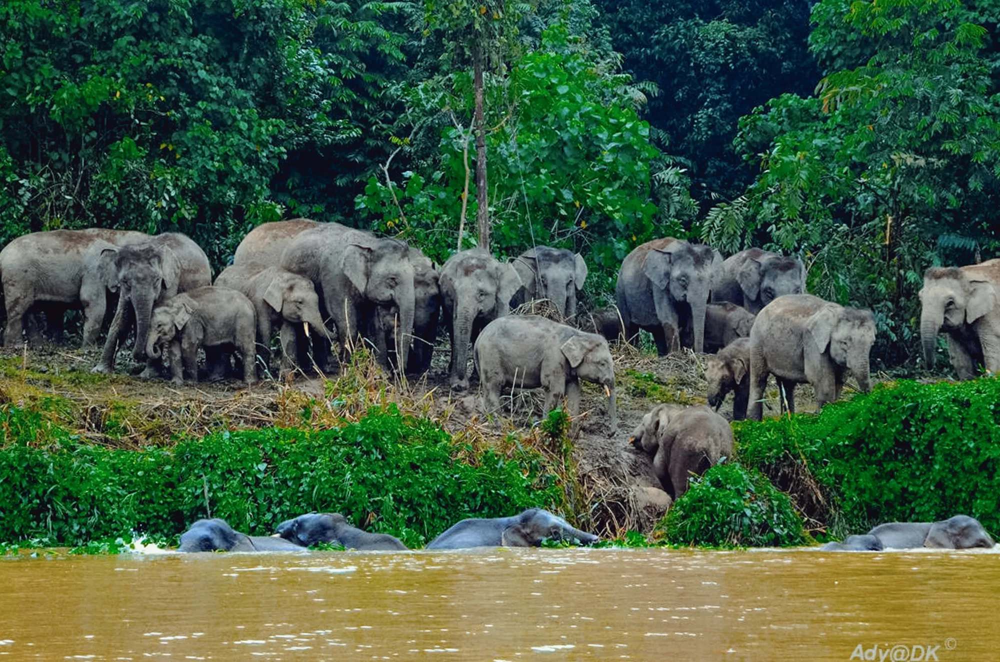 Elephants along the Kinabatangan River, a famous tourist attraction in Sabah