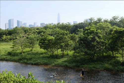 Enjoying the greenery at Central Park is one of the relaxing things to do in Shenzhen.