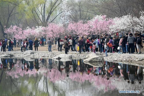 Every spring, Yuyuantan Park becomes a popular Beijing tourist spot for cherry blossom viewing.