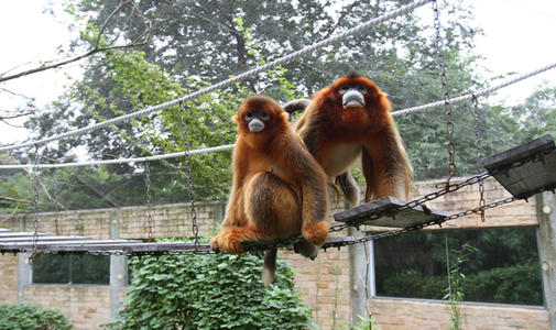 Exotic animals at Chengdu Zoo, highlighting natural attractions in Chengdu.