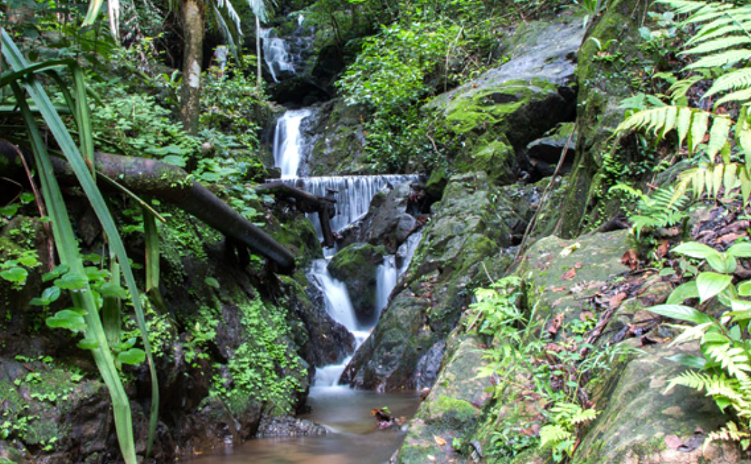 Experience forest and waterfall in the unique Khao Phra Thaeo National Park, Phuket