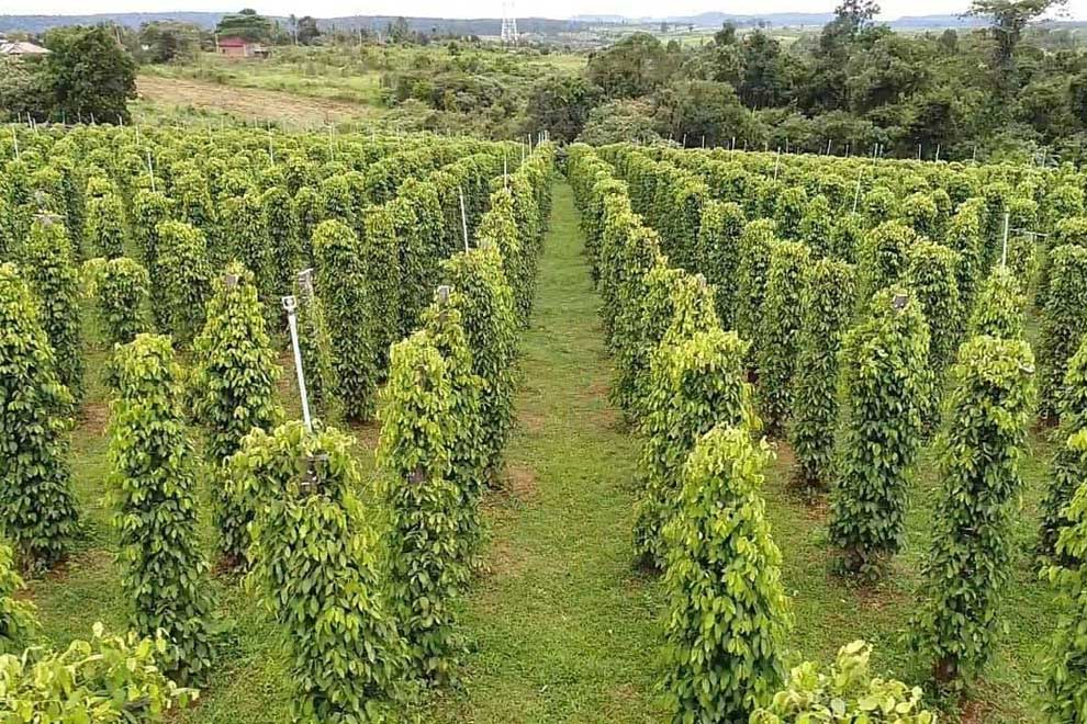 Explore pepper farms in Kampot and discover the different types of pepper