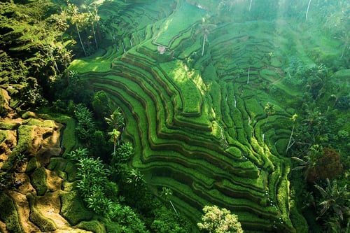 Exploring the rice terraces in Tegallalang, one of the things to do in Ubud