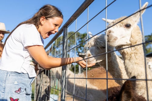 Families enjoying interactive animal experiences at Trevena Glen Farm, meeting diverse farm animals up close