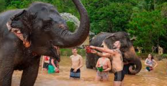 Family doing fun activities with elephant in Green Elephant Sanctuary Park, Phuket