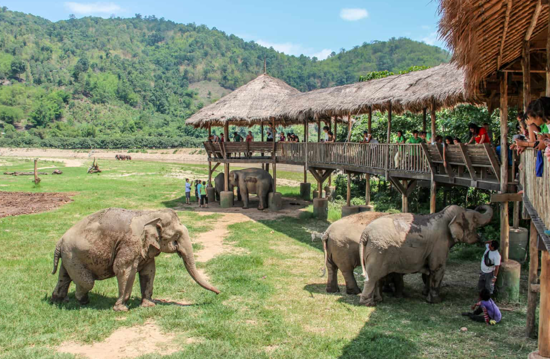 For a unique thing to do in Thailand, visit the Elephant Nature Park for an ethical elephant encounter.