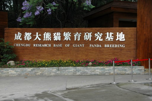 Giant pandas lounging in their habitat at Chengdu Research Base, a top Chengdu tourist attraction.