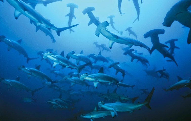 Hammerhead sharks at Layang Layang, a popular diving attraction in Sabah