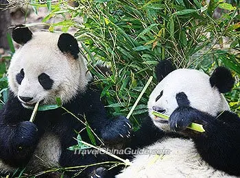 Hungry pandas at the Guangzhou Zoo
