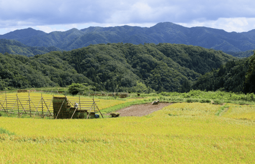 If you want some peaceful activities, go to this traditional Japanese village with fields nestled amongst mountains