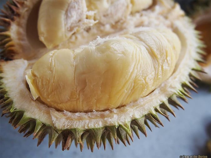 durian-types-cheap-budget-01