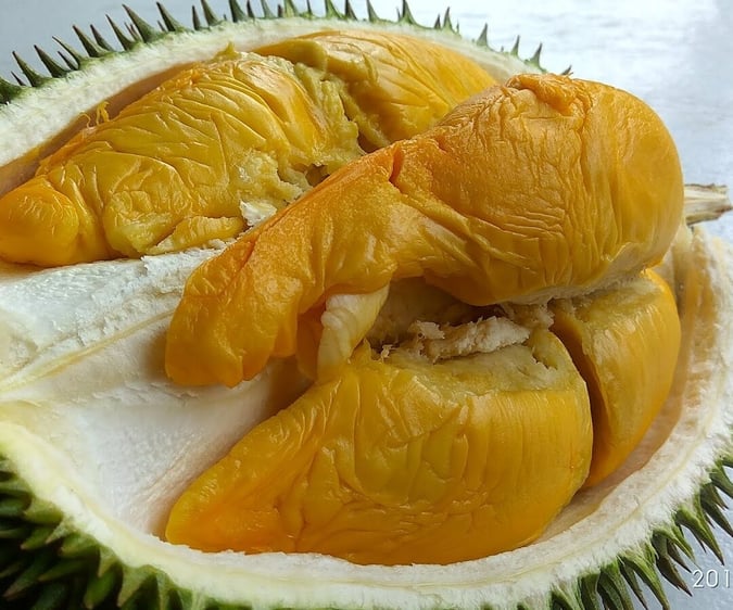 durian-types-cheap-budget-03