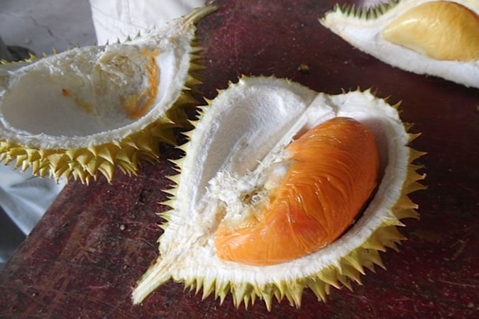 durian-types-cheap-budget-04