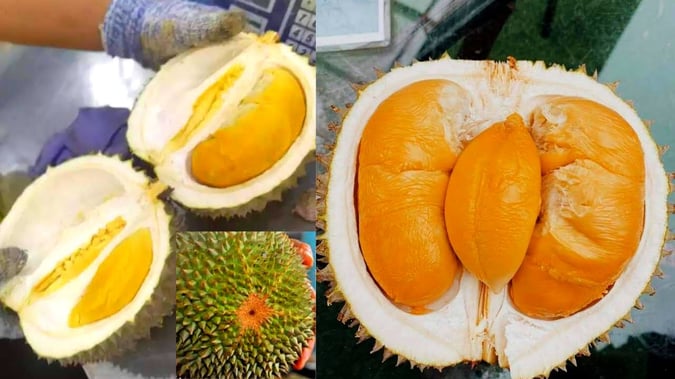durian-types-cheap-budget-09