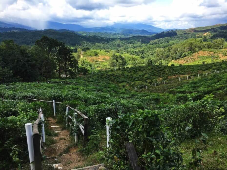 Sabah Tea Farm